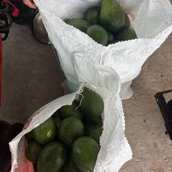 2 Säcke voller Avocados (leider beim pflücken kein Video gemacht)