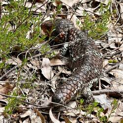 ein "Bobtail Lizard"
