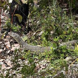 ein "Varanus Gouldii"