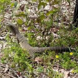 ein "Varanus Gouldii"