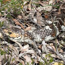 ein "Bobtail Lizard"
