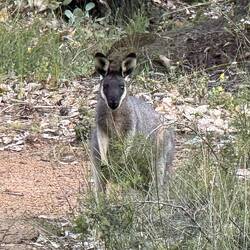 ein "Western Brush Wallaby"