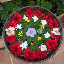Blumenbad