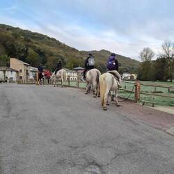 Horses doing the camino - no saddle bags!