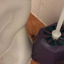 Mein Fund im Badezimmer am Abend