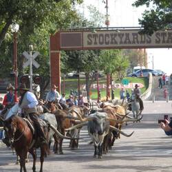 Zwei mal täglich gibt es einen Viehtrieb der Texas Longhorns
