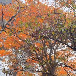The colors are changing - first I've seen if it