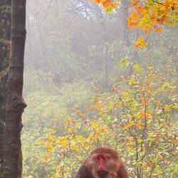 Monkeys everywhere - I have a HEALTHY respect for them. They can be very aggressive