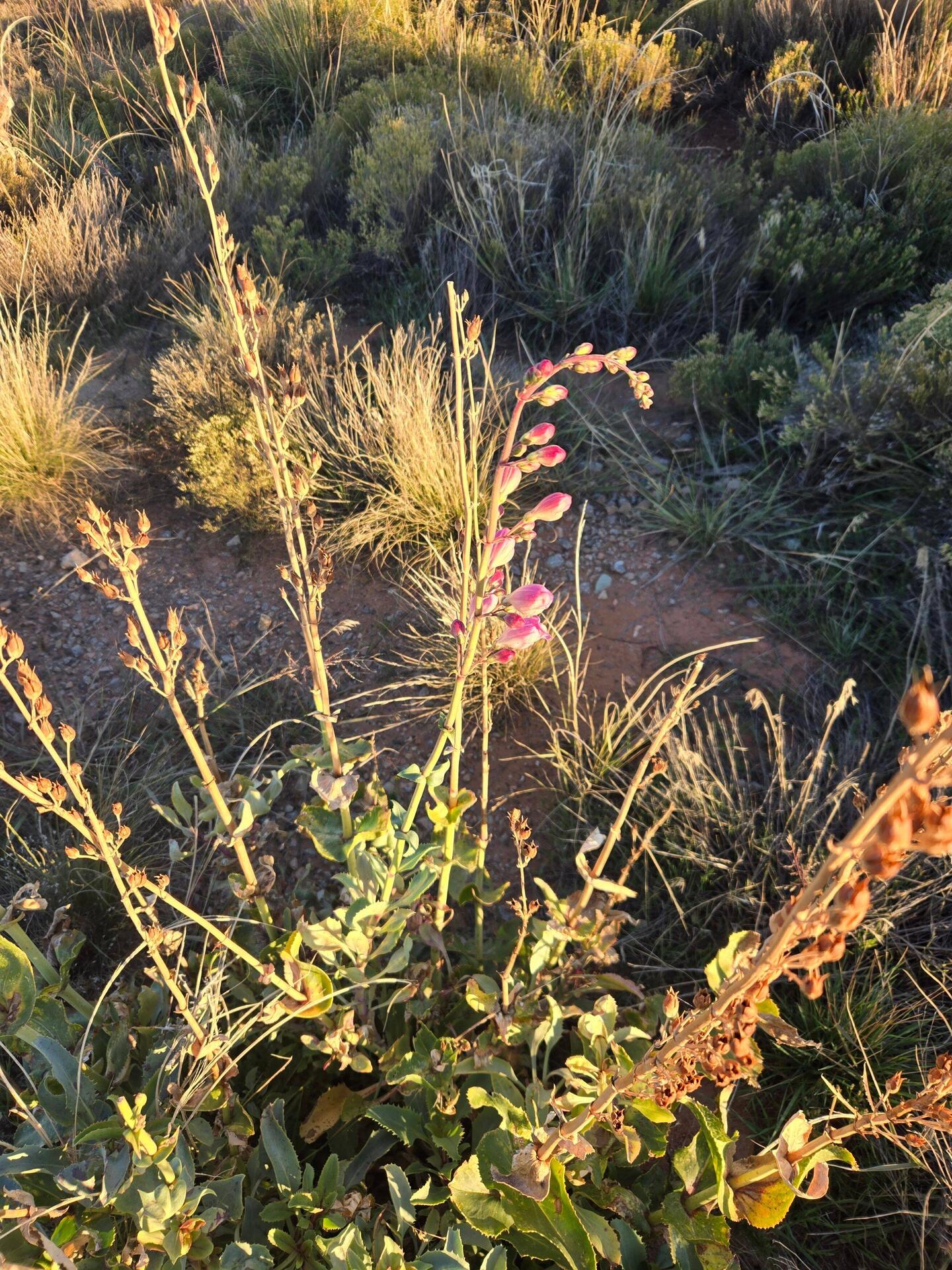 A chance flower getting ready to bloom in late October.