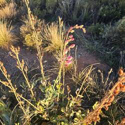 A chance flower getting ready to bloom in late October.