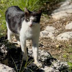 A four-legged visitor at the Roman Amphitheater.