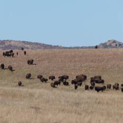 Bison Herde