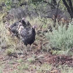 Wild turkey