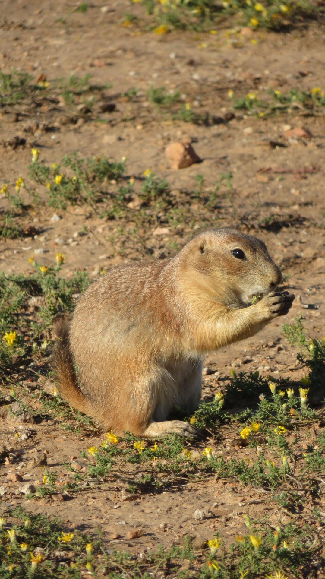 Prairie Dog