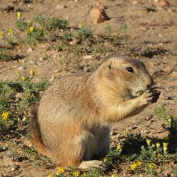 Prairie Dog