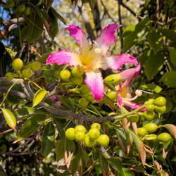 Flower from a silk floss tree — Basilica Santuario Madonna delle Lacrime — Siracusa.