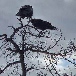Pair of ravens