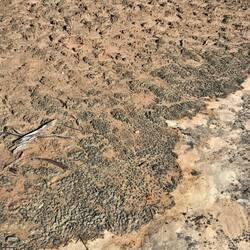 Living crust of microorganisms