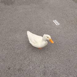 This duck followed me for a block or so as I walked. 😃