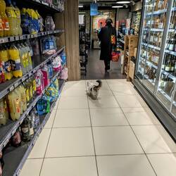 Supermarket cat !!!