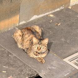 Not too many strays - rare to see one on the street
