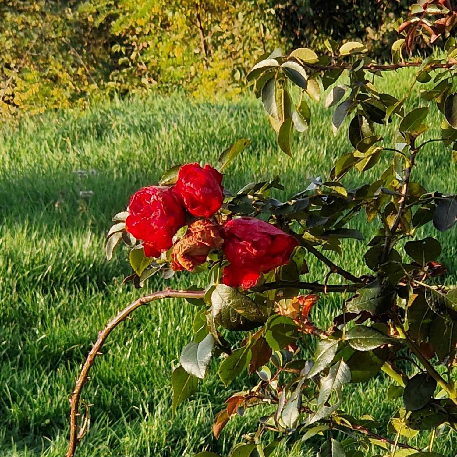 Freiburg im Herbst 2024