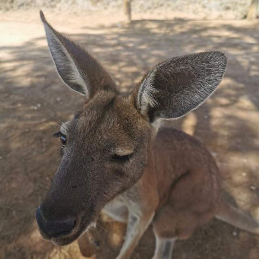 Australia & Asia
