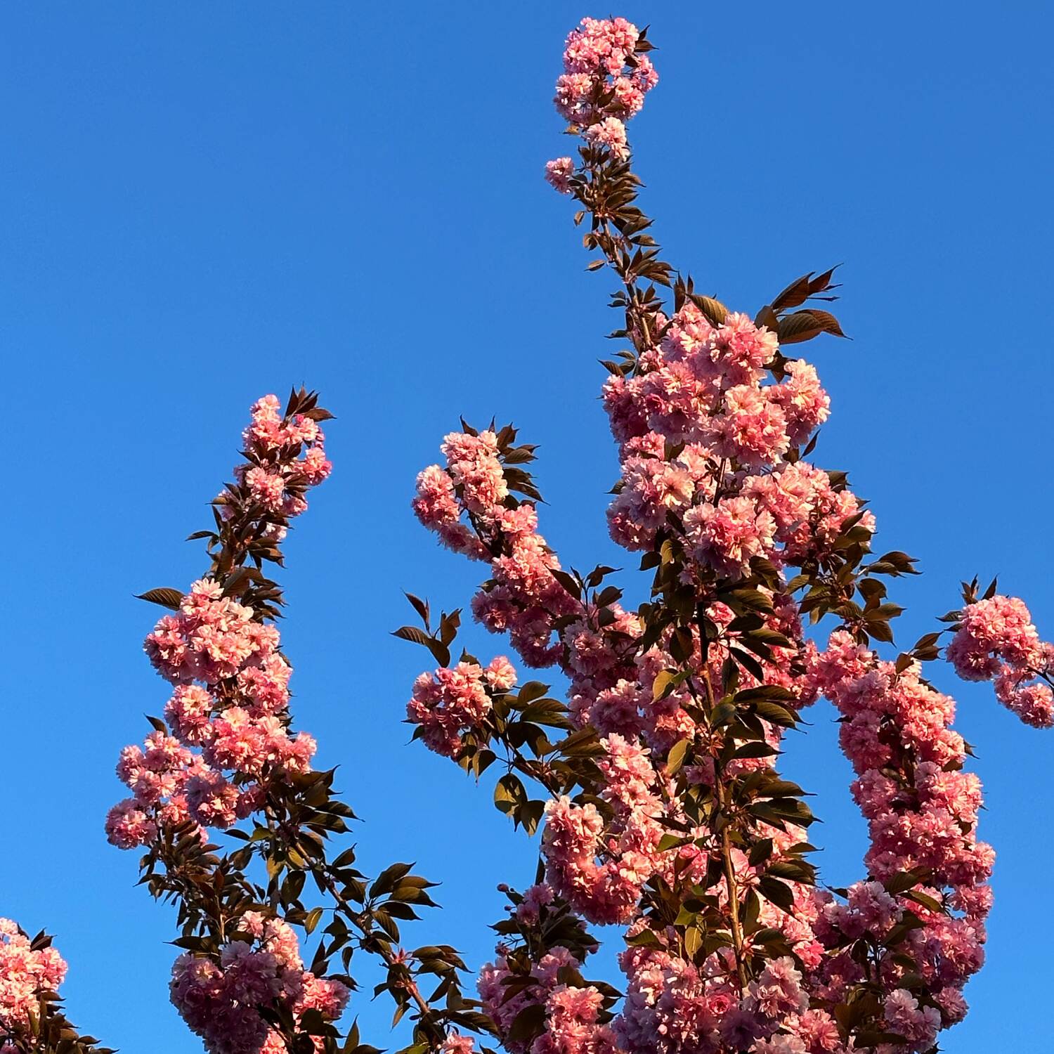 Spring 25
