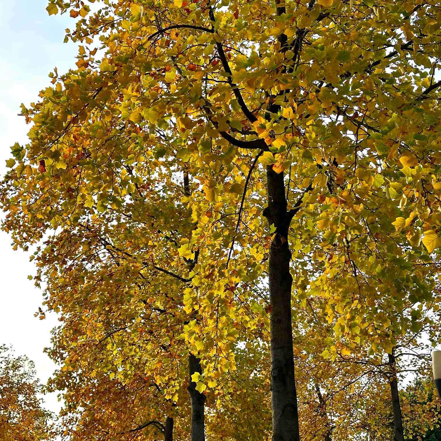 Autumn 24