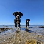 Andrea's Vierpfötler