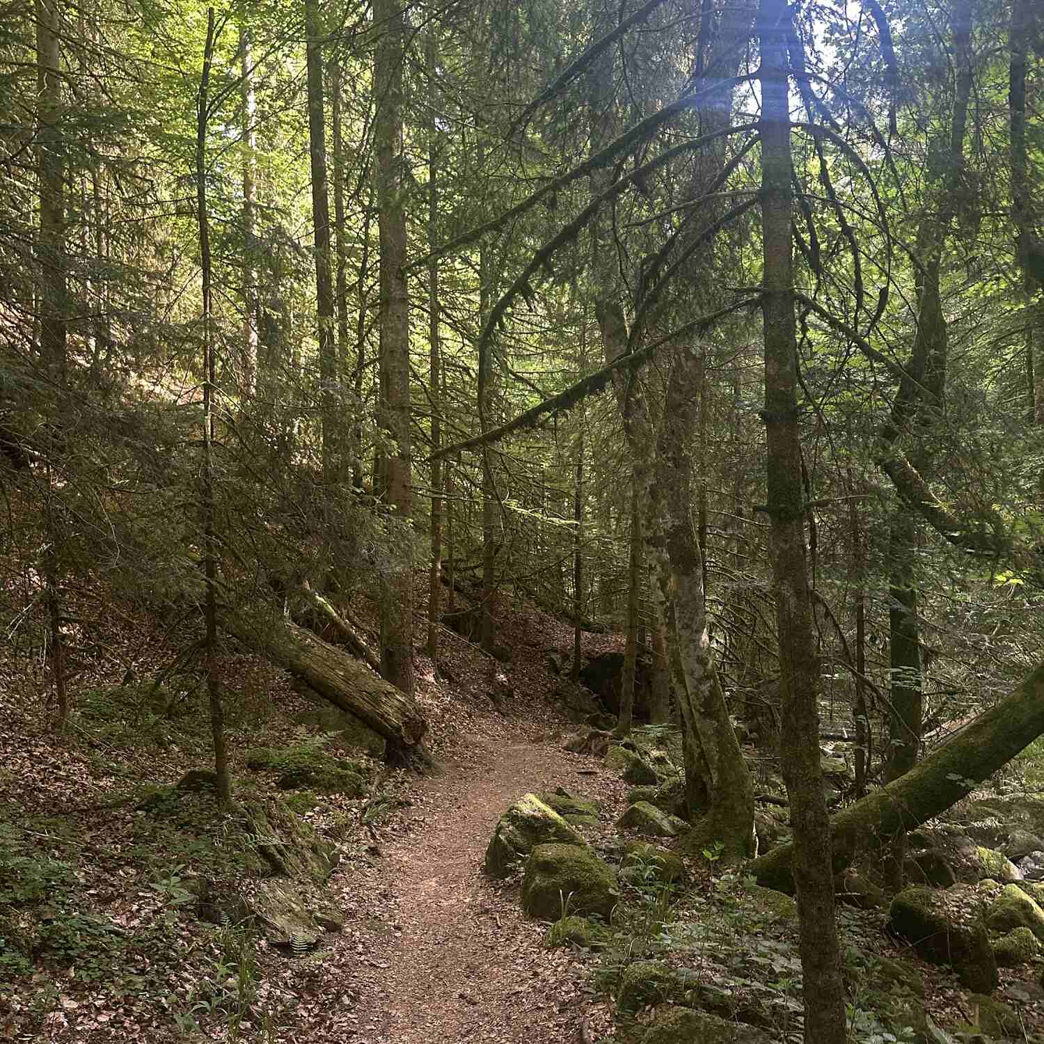 NST Section Schluchtensteig