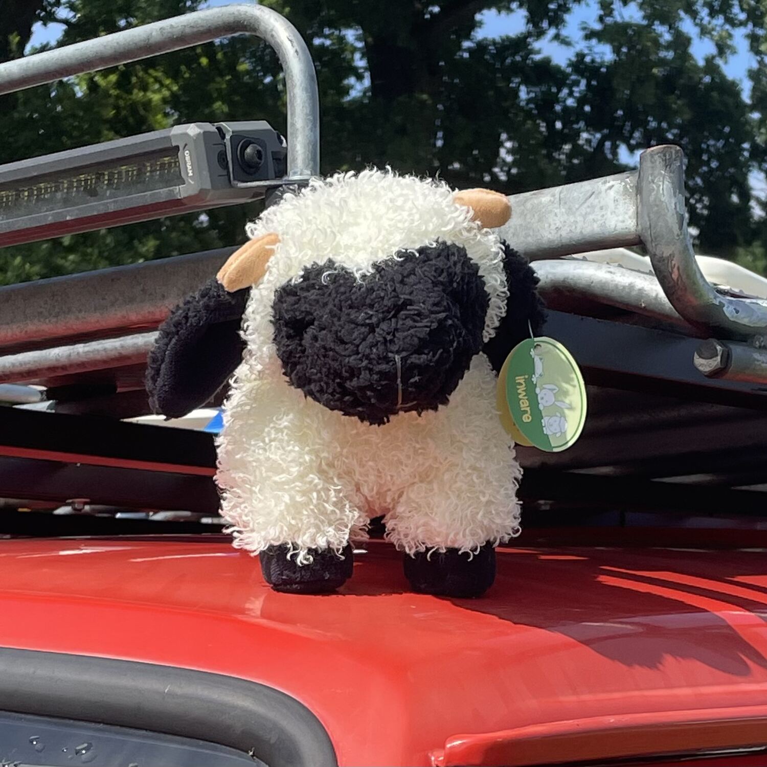 Blacknose Sheep