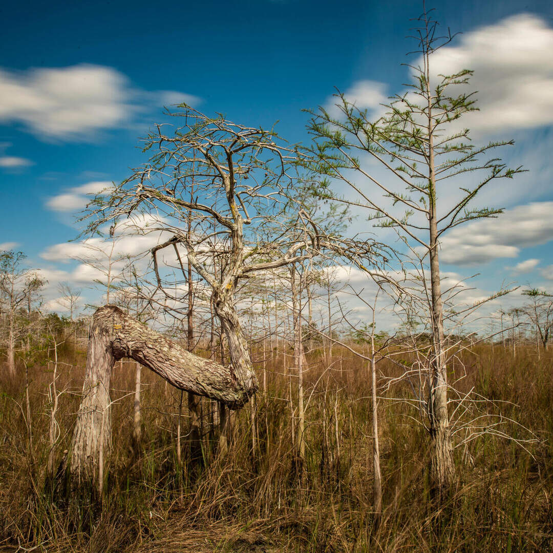 Everglades