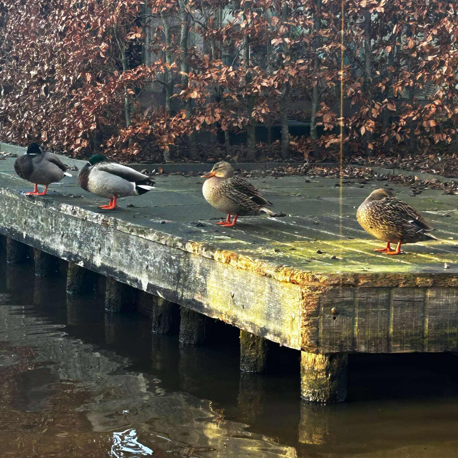 Niederlande zwischen den Jahre