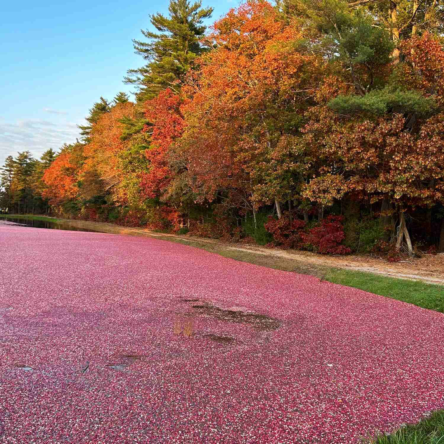 Leaf Peeping in New England