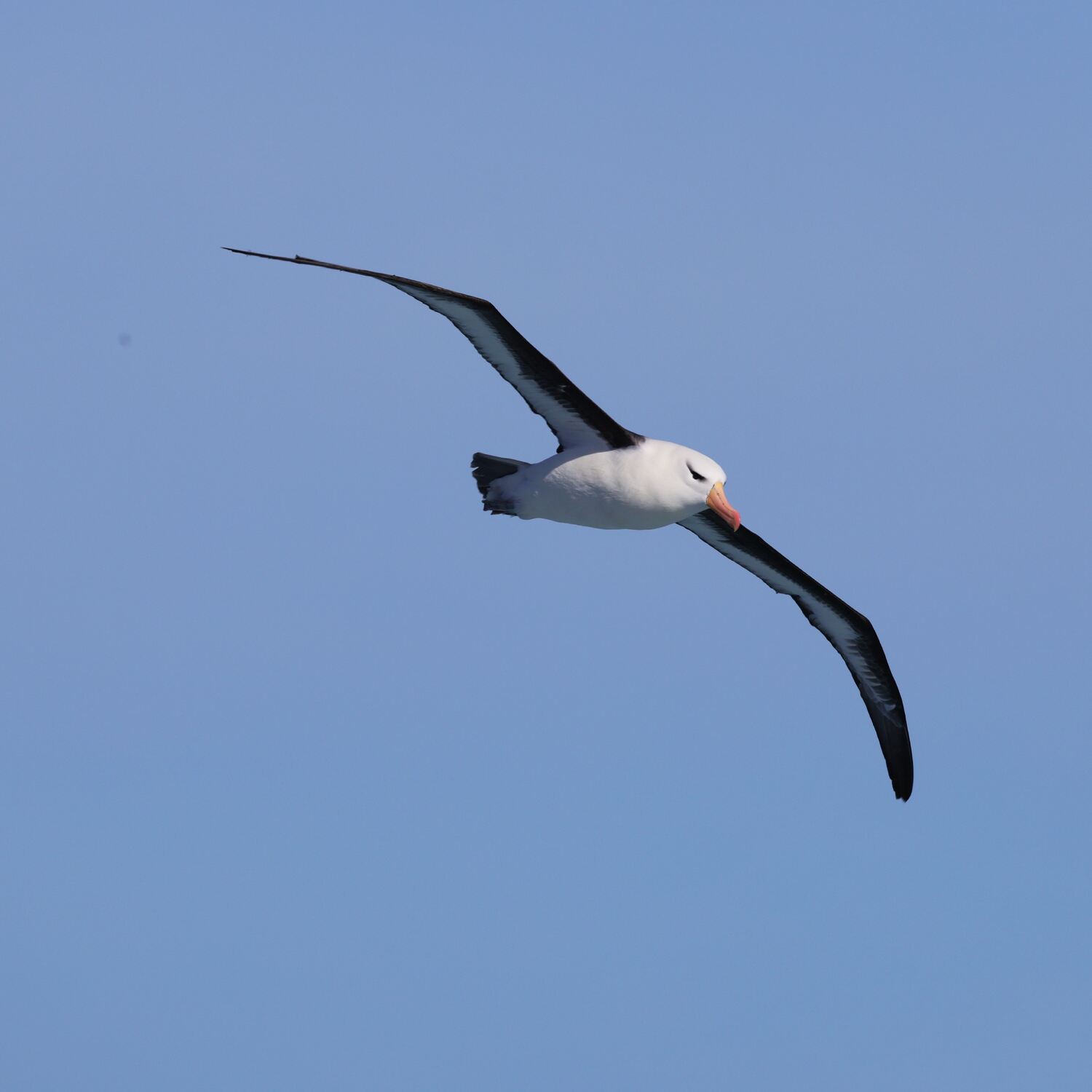 Antarctica_III_2025_三赴南极