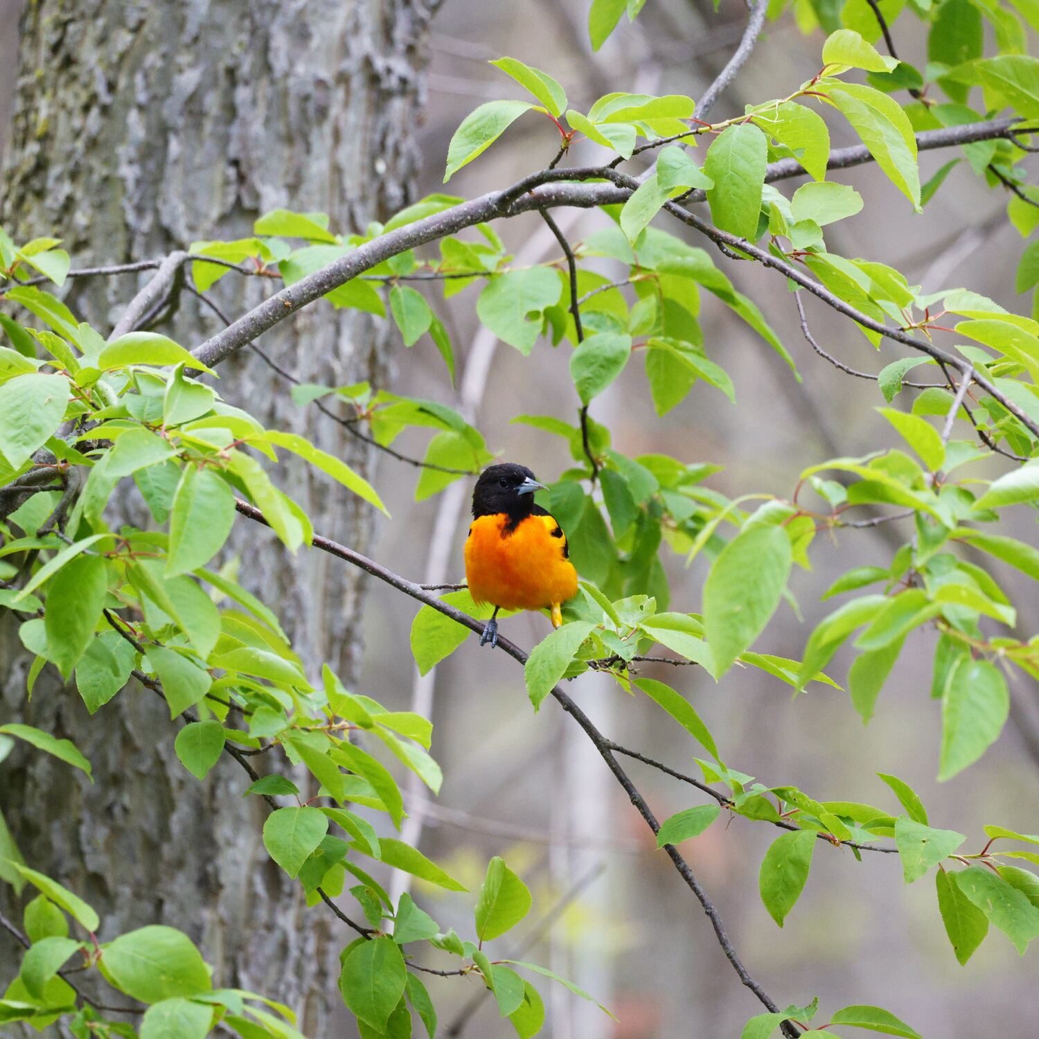 PointPelee_2026 佩利角