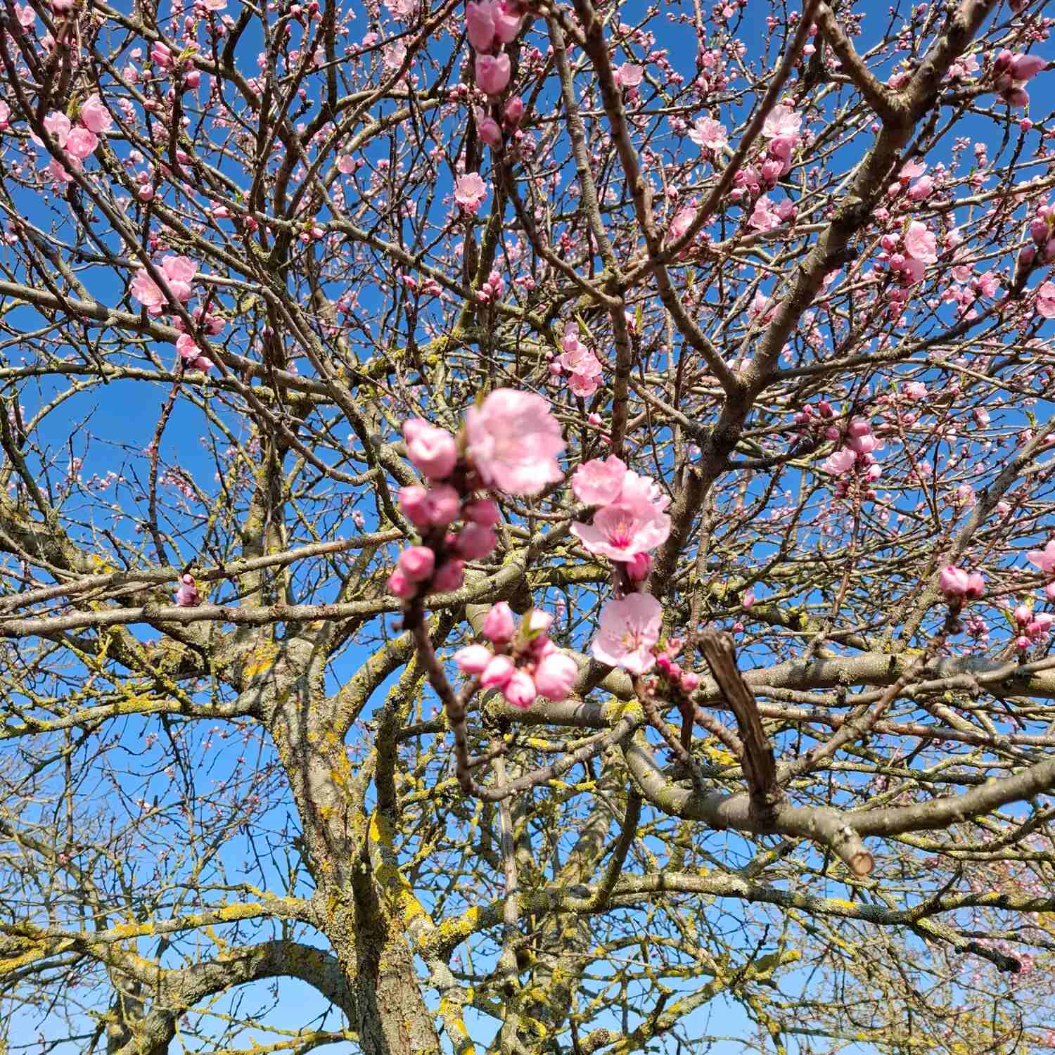 Mandelblüte