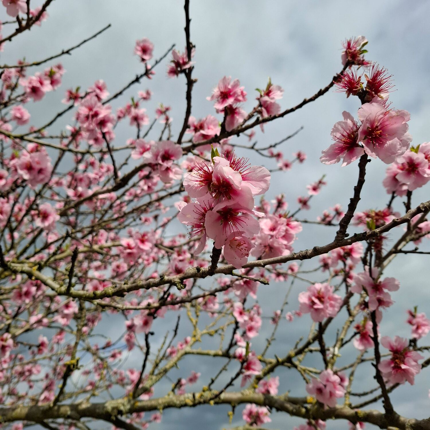 Mandelmeile Edenkoben