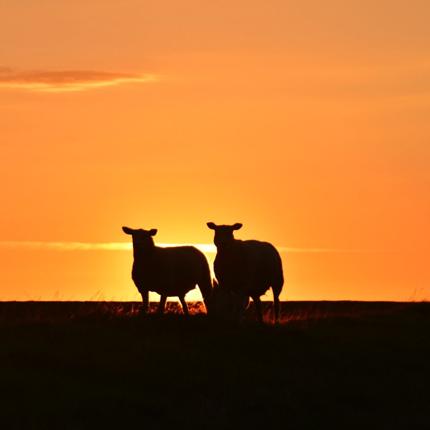 Amrum 2025
