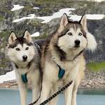 Camping with Huskies