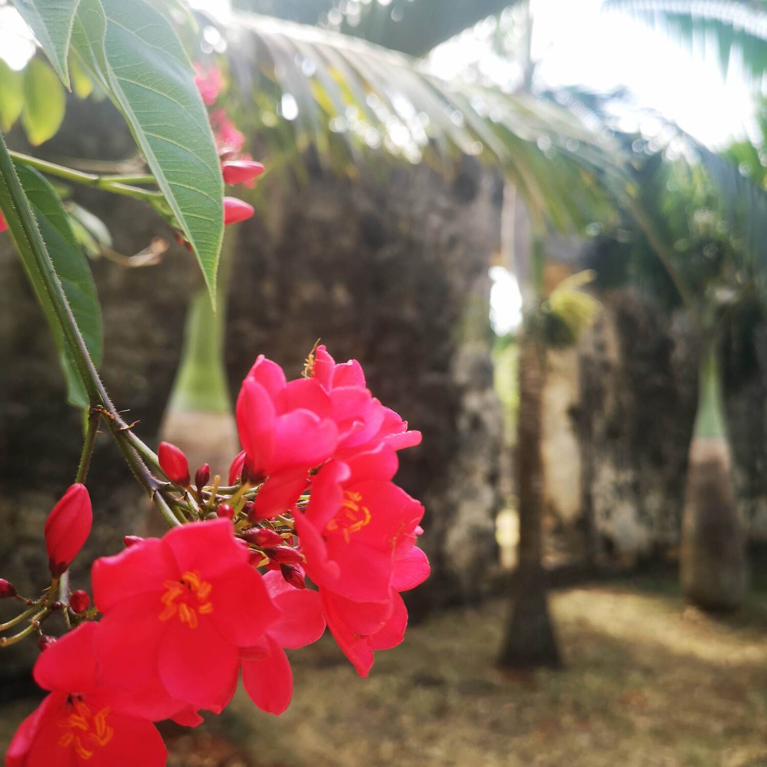 A Francophone Adventure