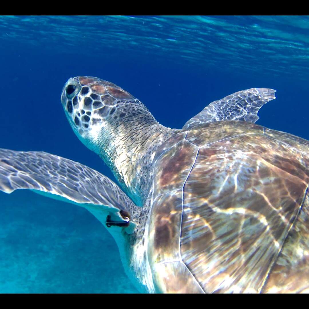 Curacao