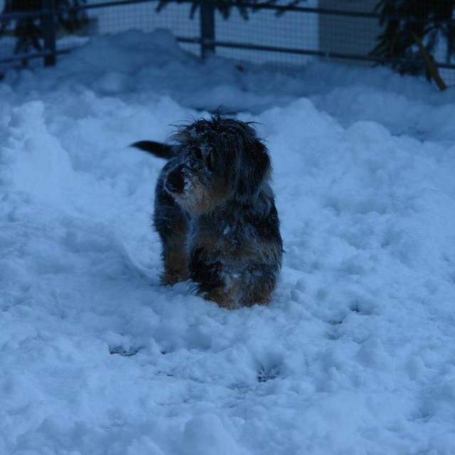 2015 Heidi liebt Schnee
