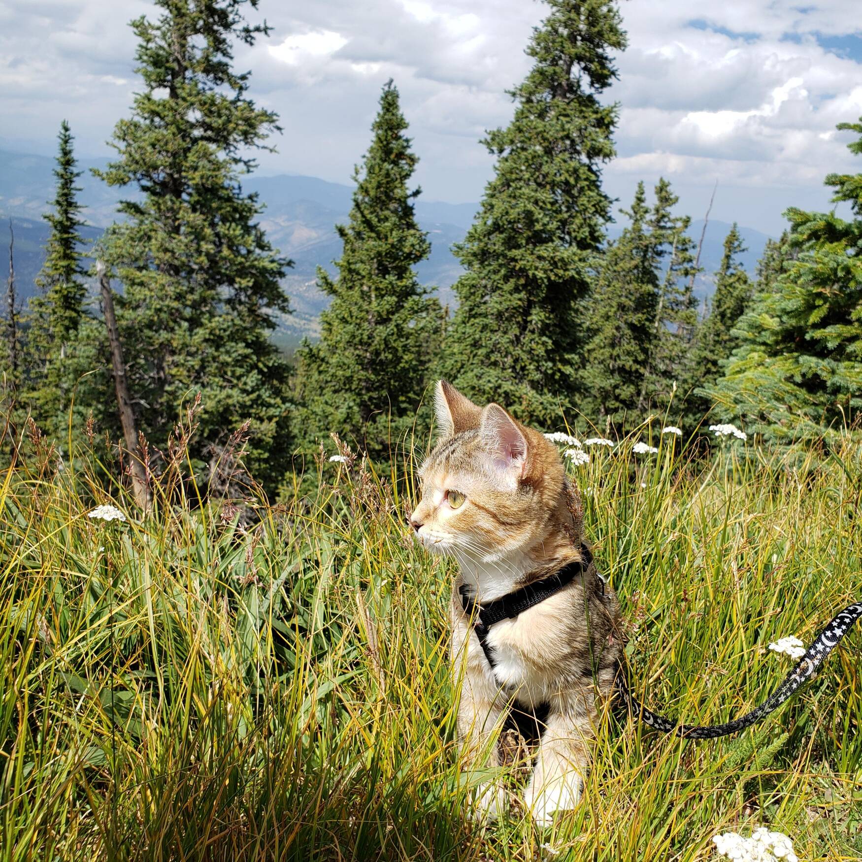 Luna's First Vacation