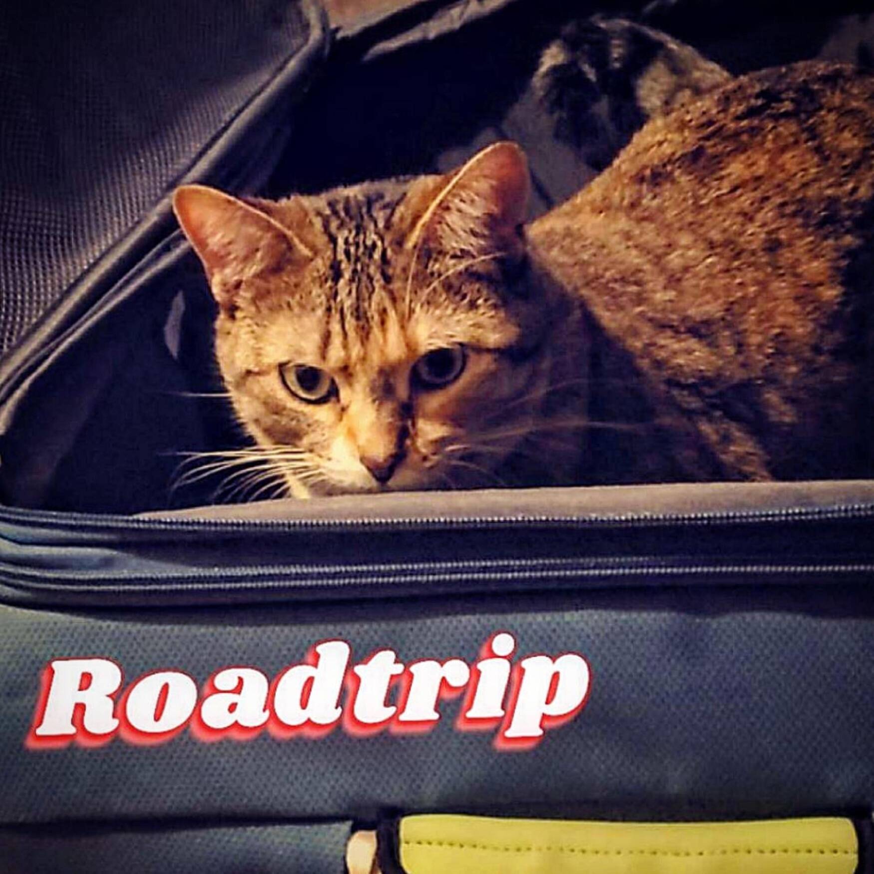 New England for England