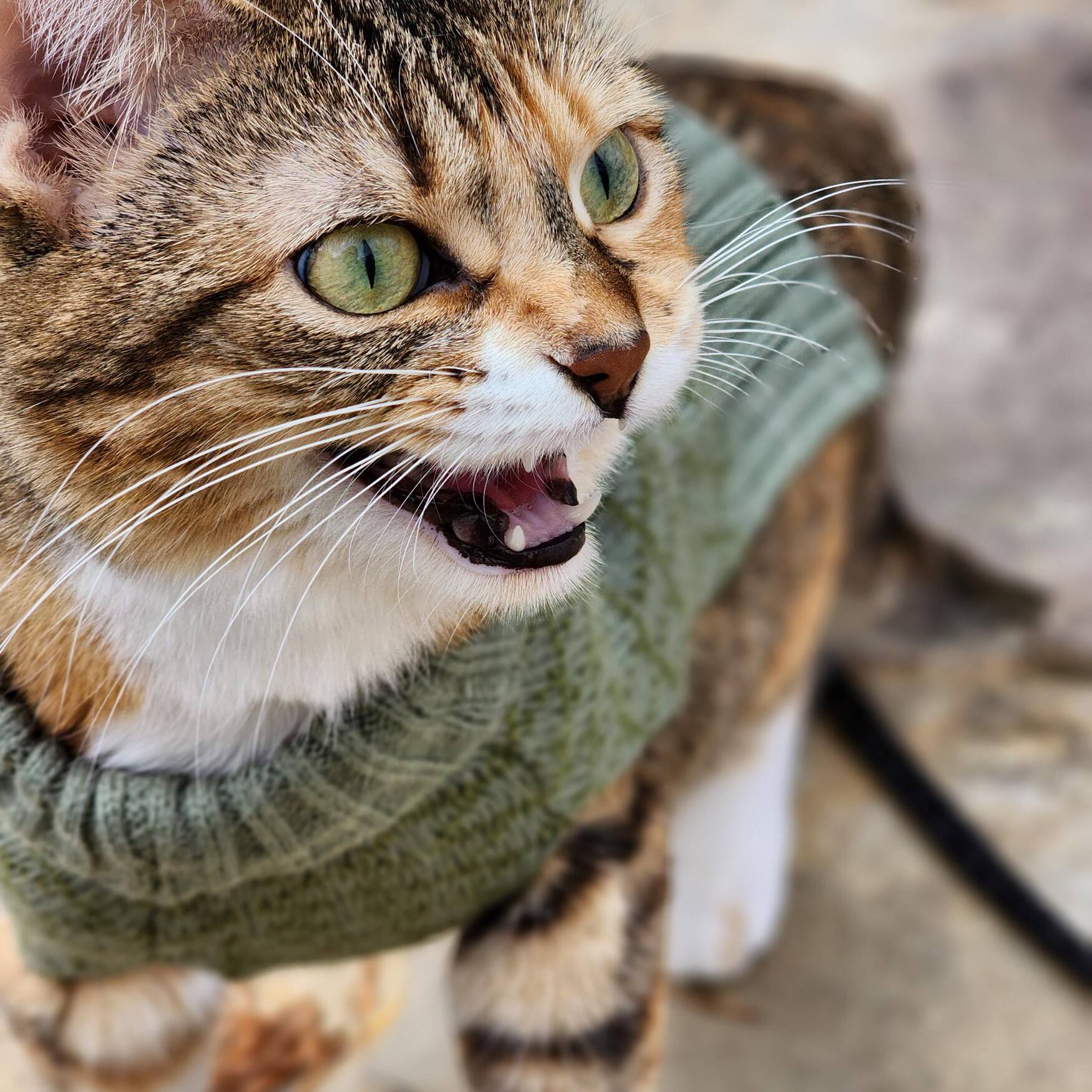 In America, we call it fall!