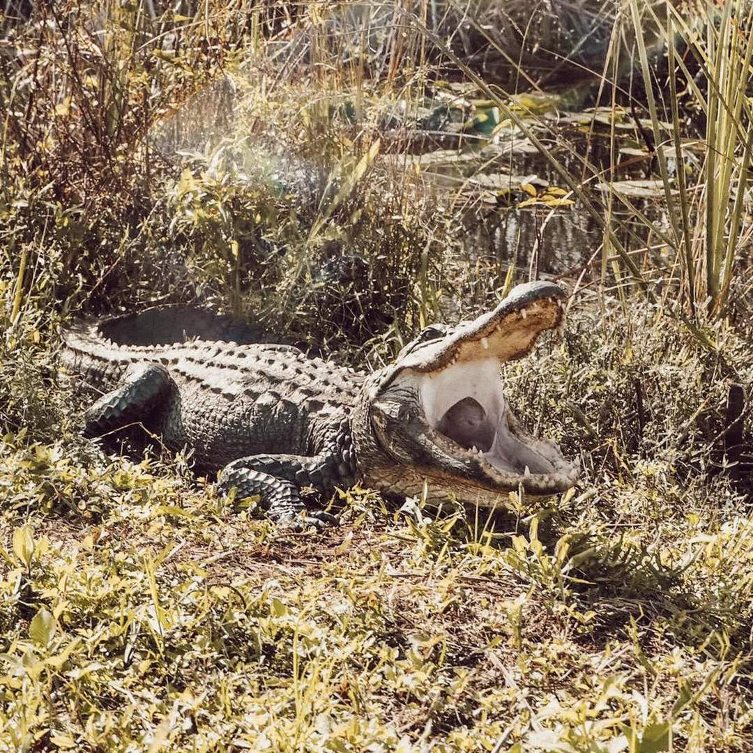 Florida 2018