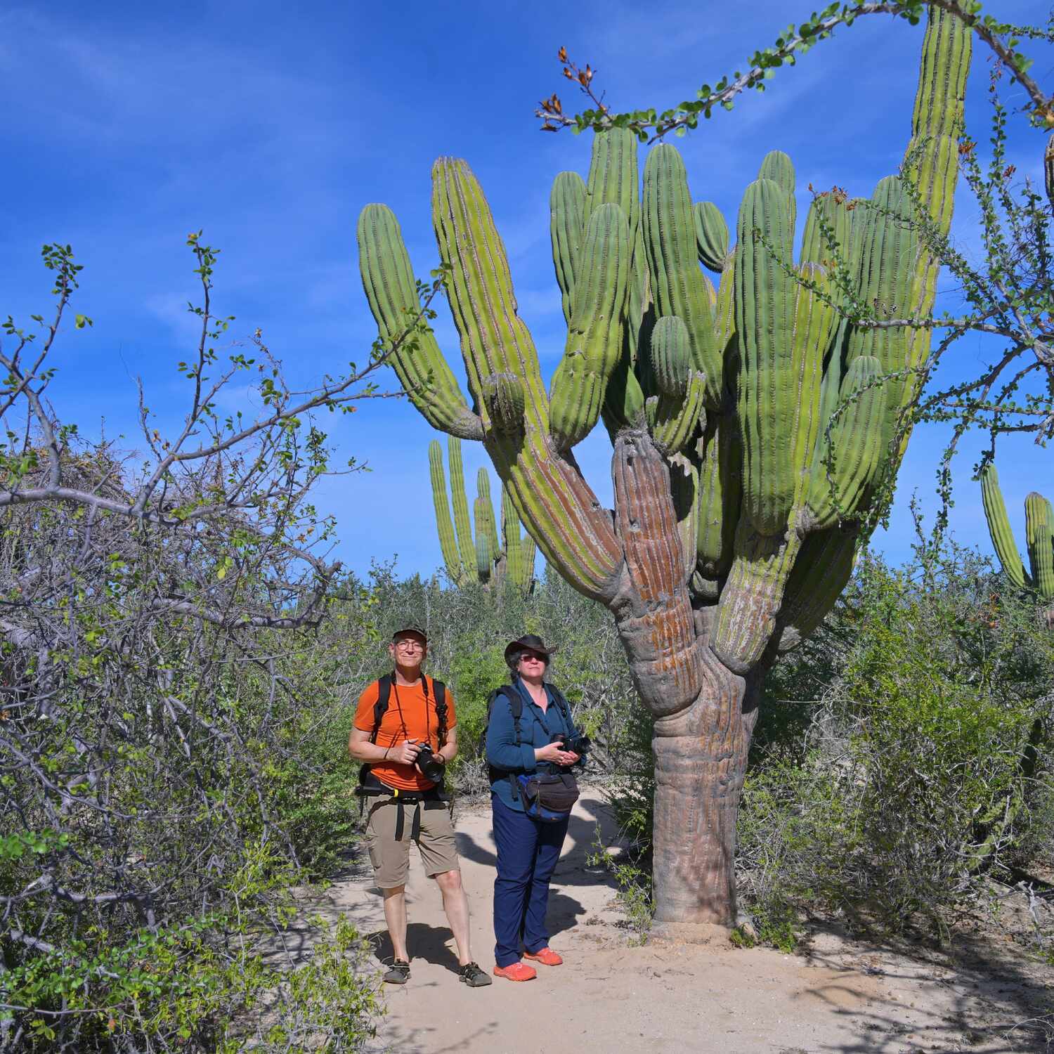Baja California 2025