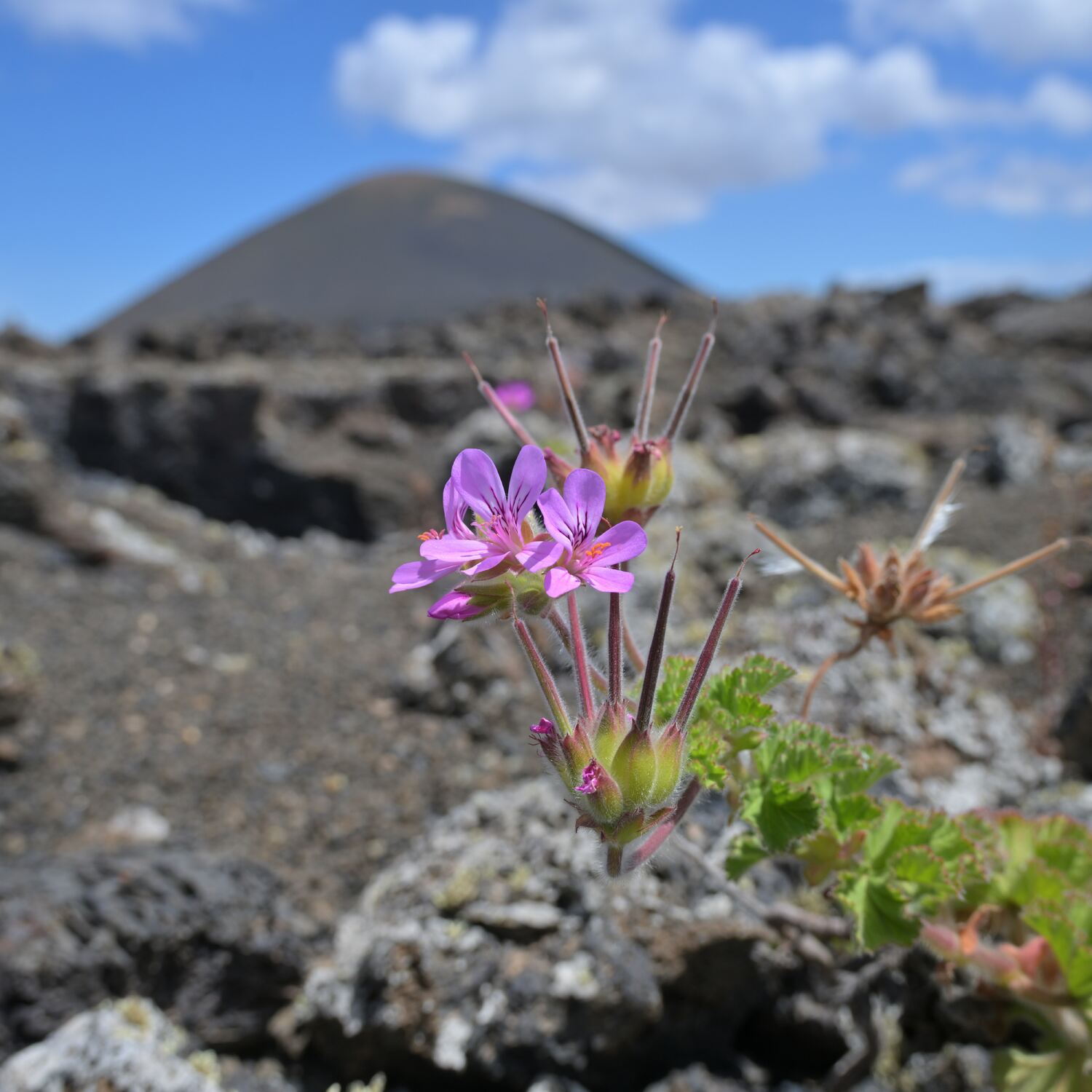 Lanzarote 05-2026